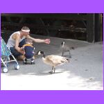 Feeding the Geese.jpg